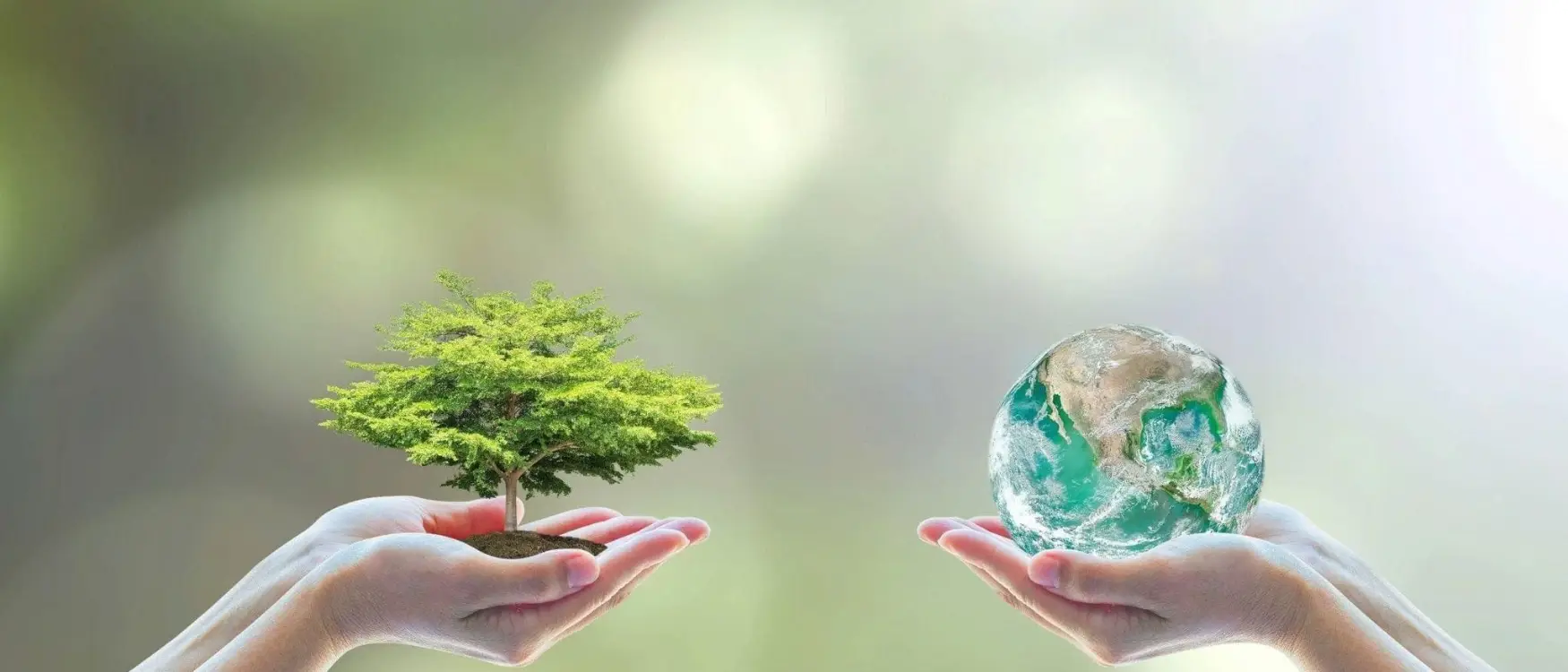 Hands holding a green tree and Earth globe symbolizing sustainability and environmental care