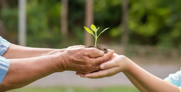 Hands of an elder and child nurturing a small plant together, symbolizing sustainability and environmental care.