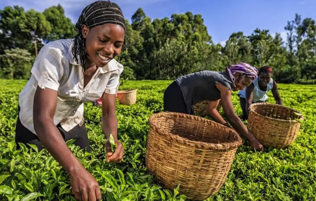 Women farmers harvesting crops with baskets in a green field, symbolizing community livelihood and sustainable agriculture.