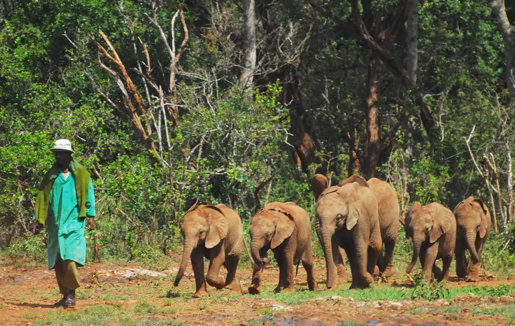 Caretaker walking with a group of young elephants in a forest, symbolizing wildlife protection and harmony with nature.